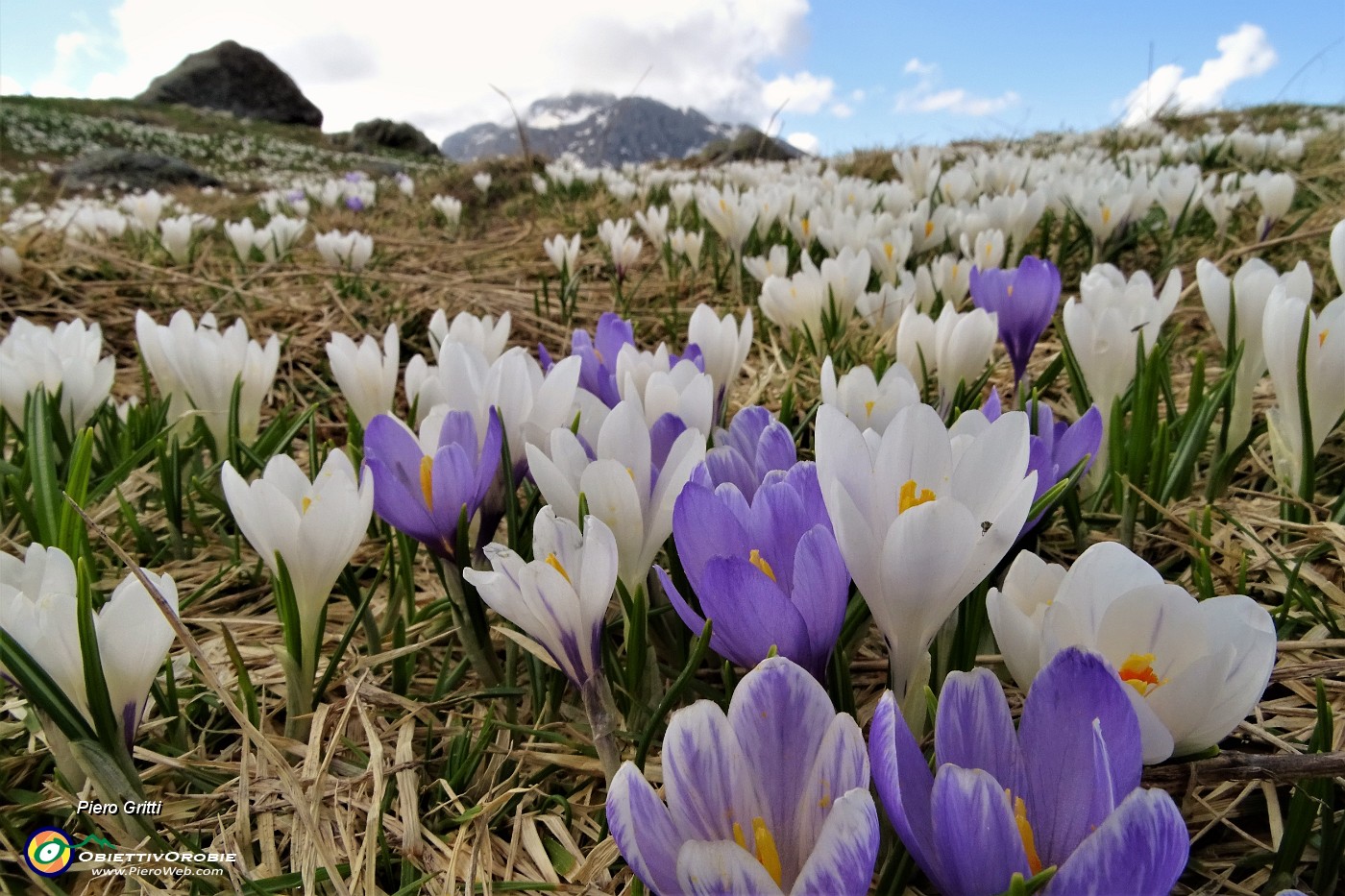 38 Distese di crocus con vista verso  Arera.JPG